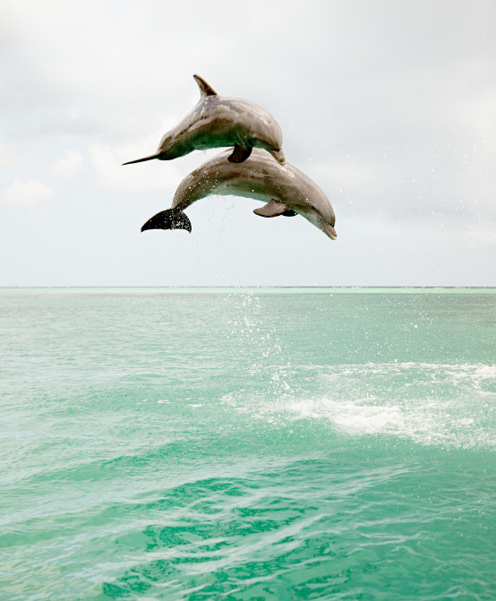Dolphins cooperating