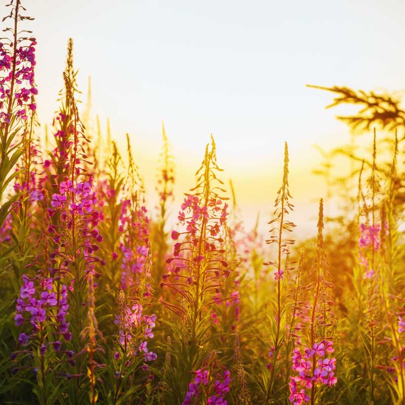 Pink flowers with sunrise glowing in background