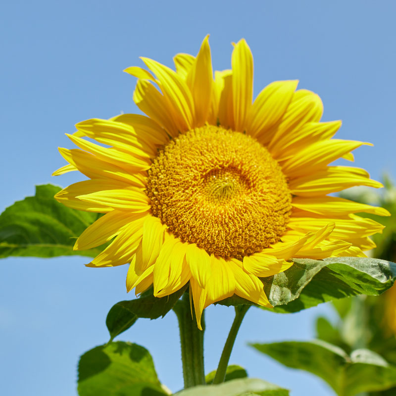 Sunflower reaching to the sun