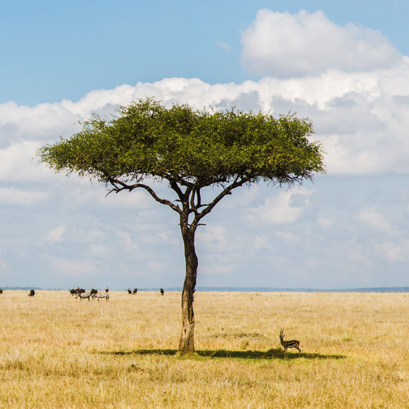 Lone tree offering shade to an antelope