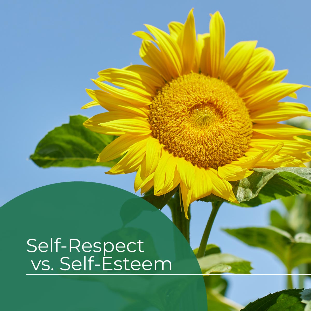 What is self respect vs self esteem