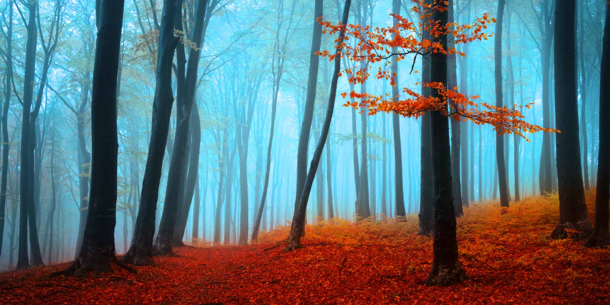 Forest scene with eerie blue sky and red bushes and leaves